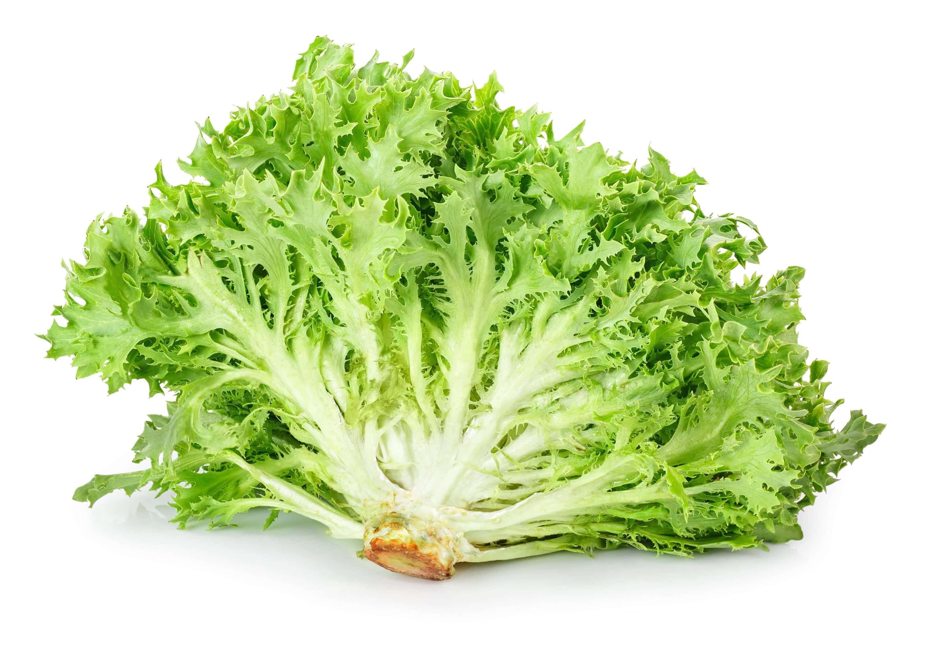 Green Curly Endive Seeds