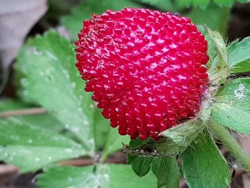 Indian Mock Strawberry Seeds (Potentilla indica)