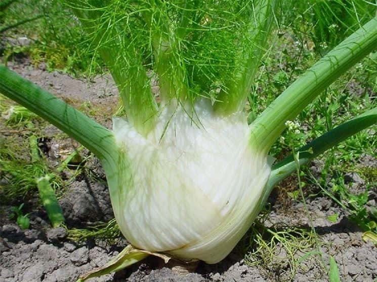 Mantovano Fennel Seeds