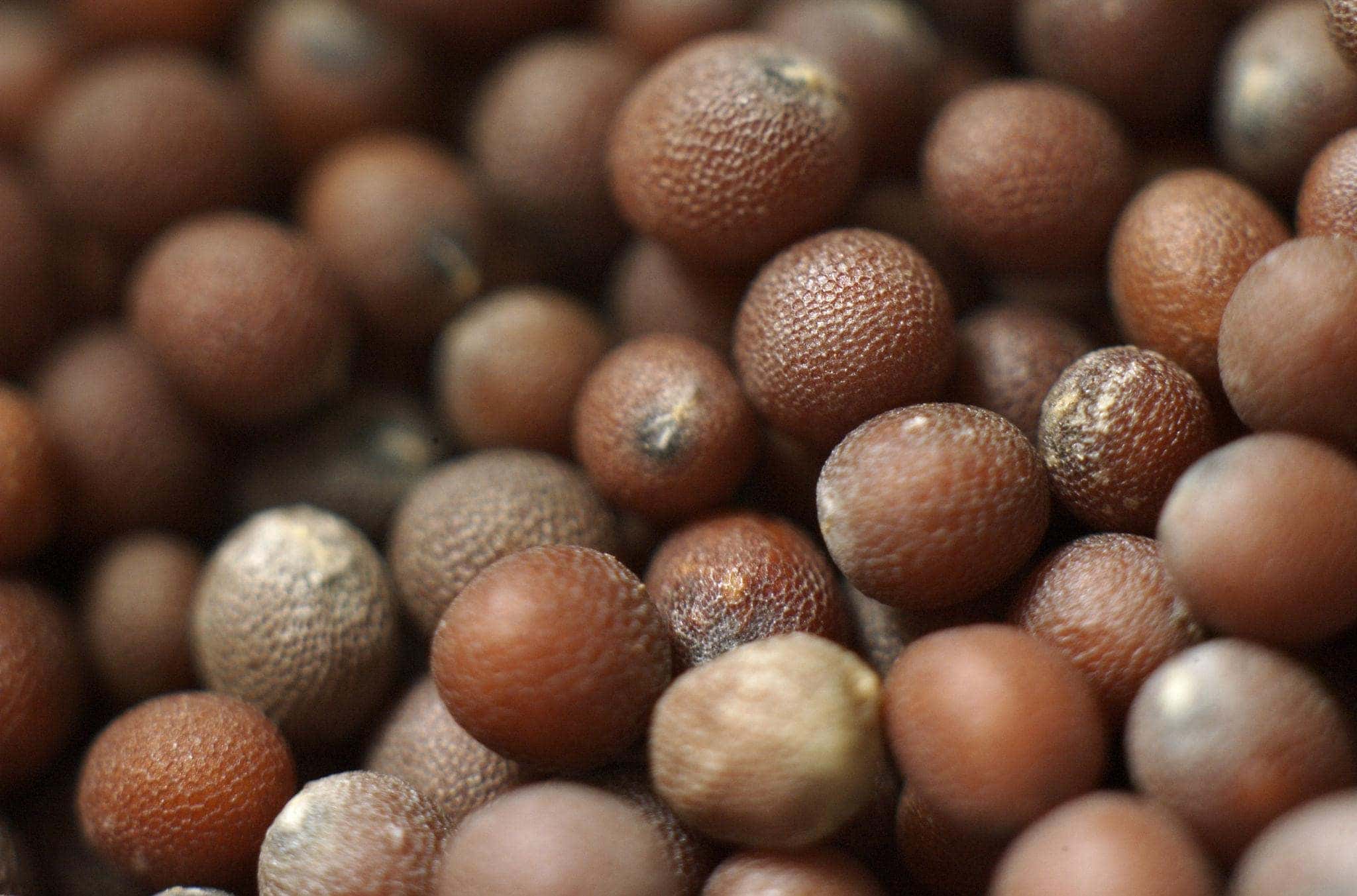 Brown mustard Seeds