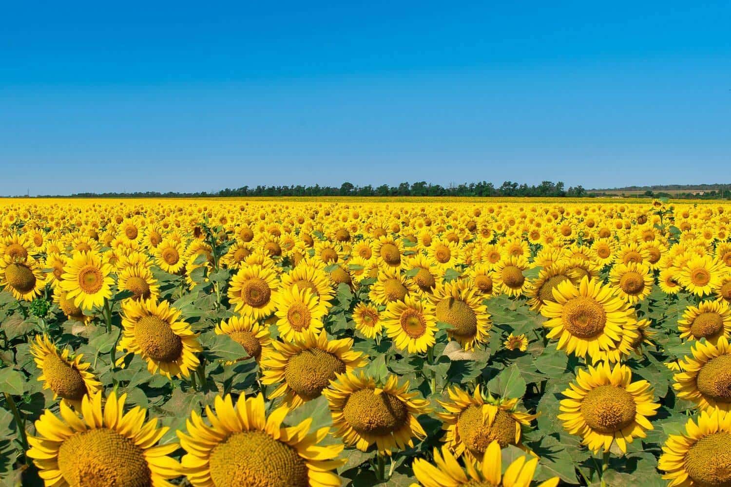 Sunflower Russian Giant Seeds