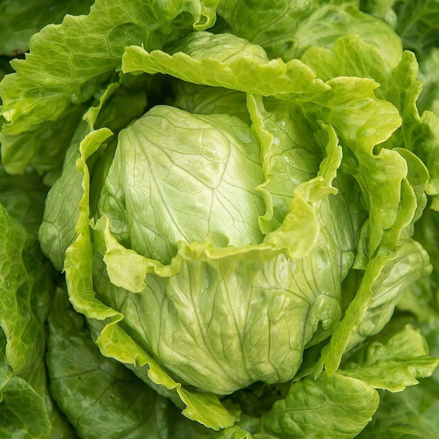 Iceberg Crisphead Lettuce Seeds
