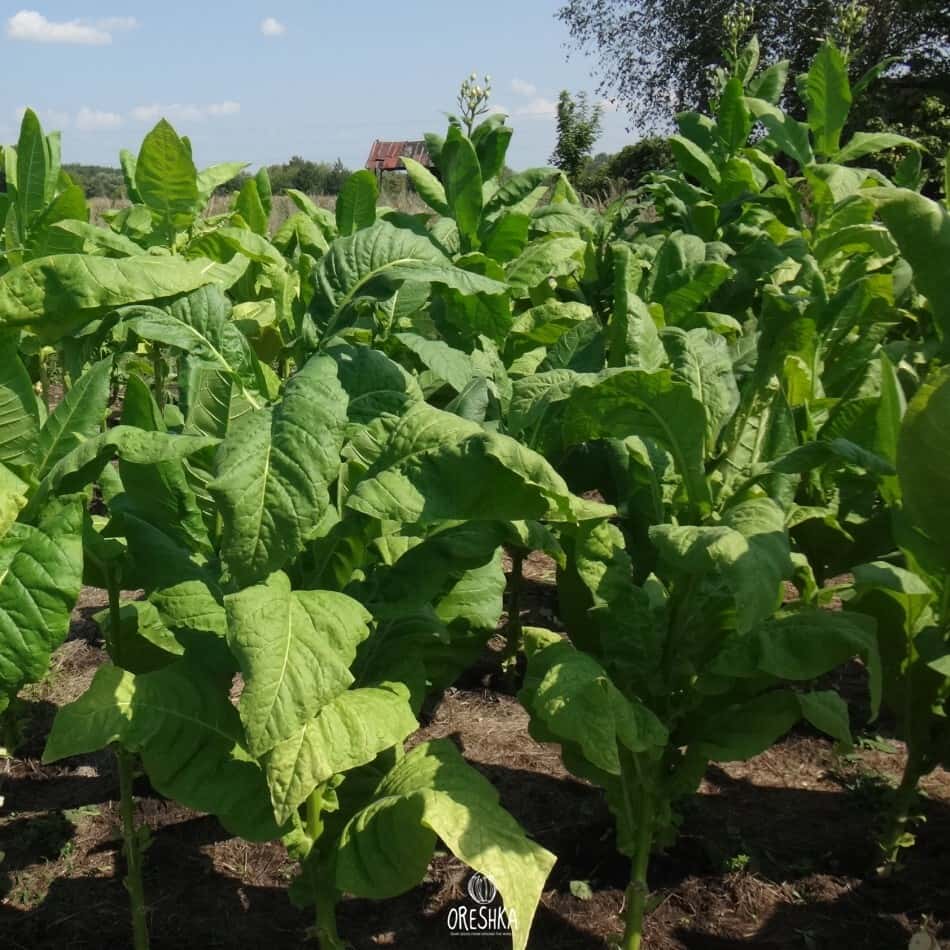 Tobacco Yellow Leaf 36 Seeds