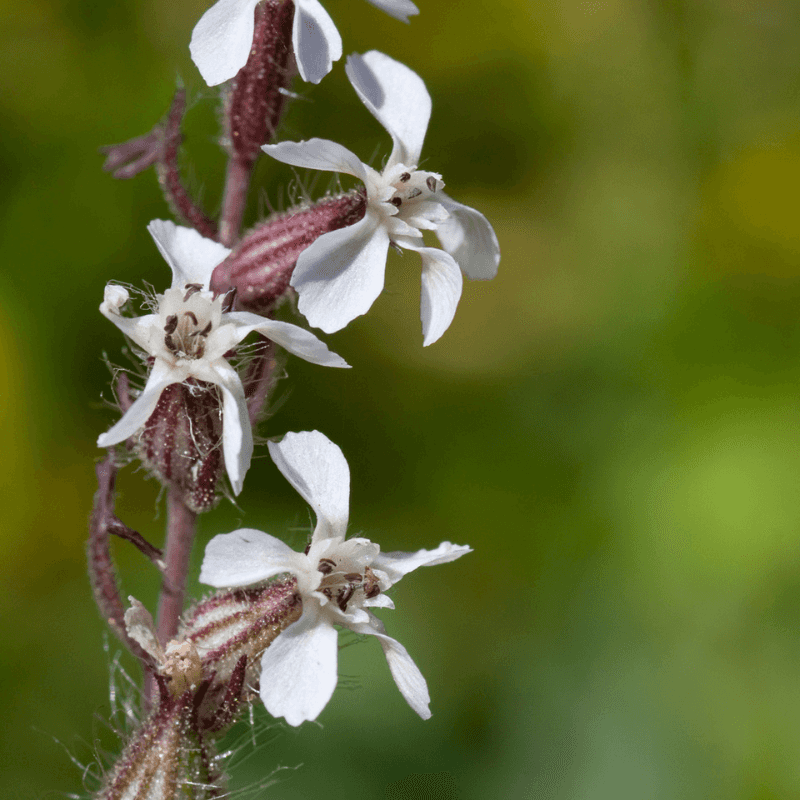 Common catchfly, Small-flowered catchfly Seeds