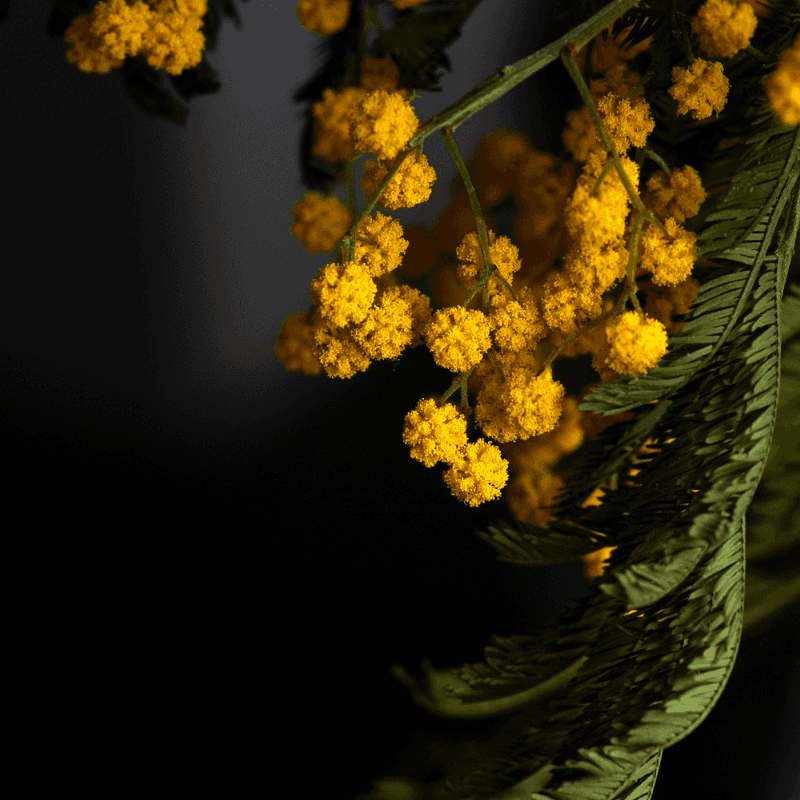 Acacia farnesiana, Mimosa farnesiana Seeds
