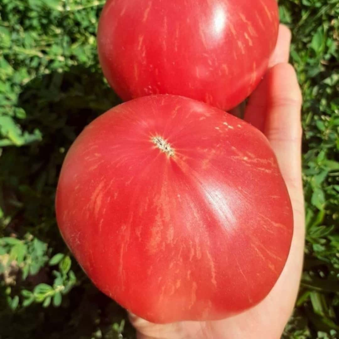Tomato kozula 203/1 Seeds