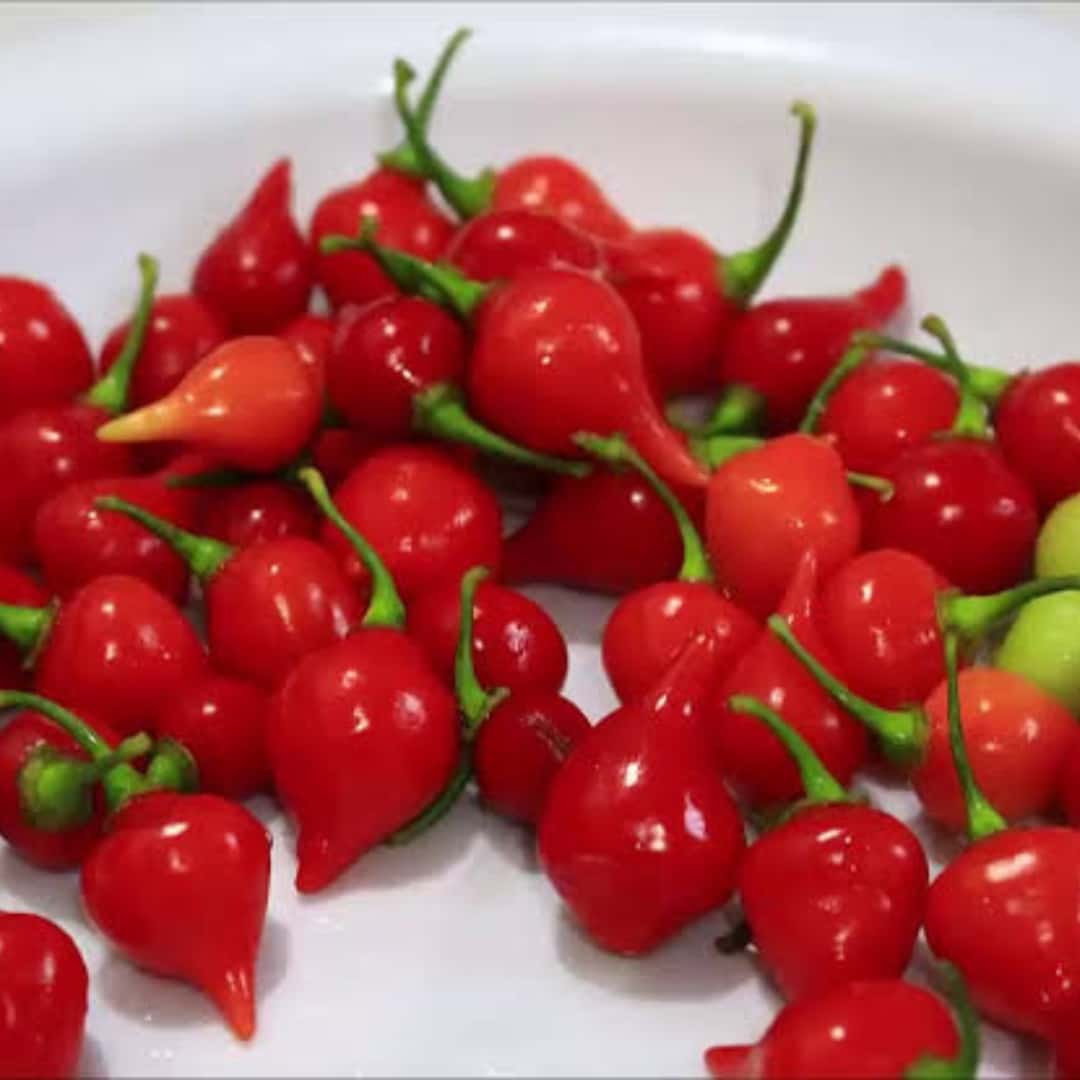 Hot pepper Pimenta Biquinho De Bico Seeds