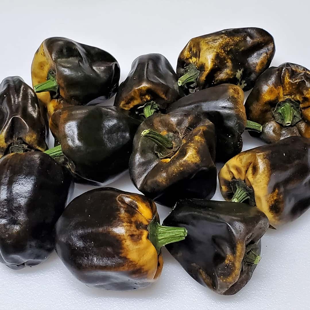 Hot pepper Chilhuacle negro Seeds