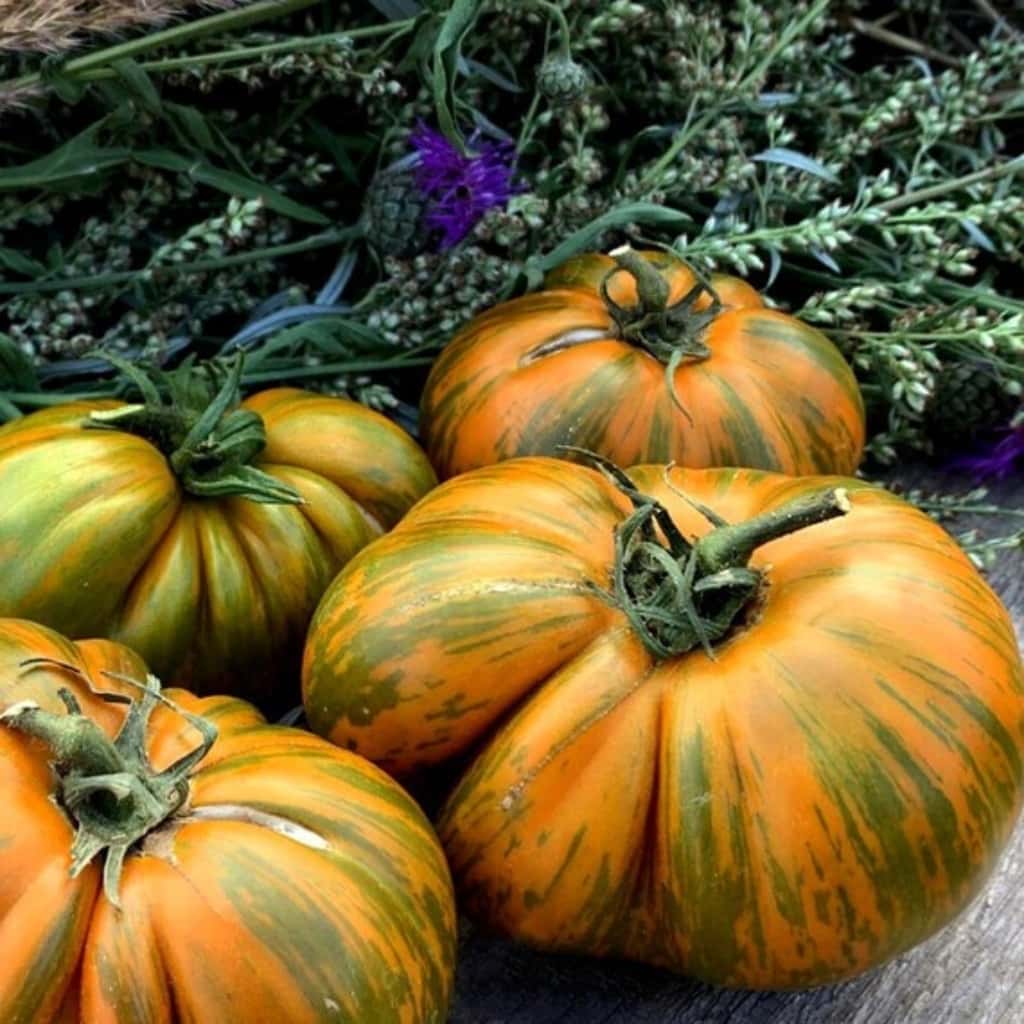 Tomato Kozula 228 Seeds