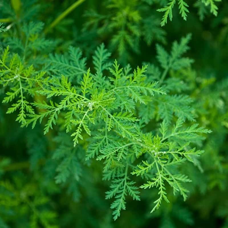 Sweet wormwood, sweet sagewort Seeds
