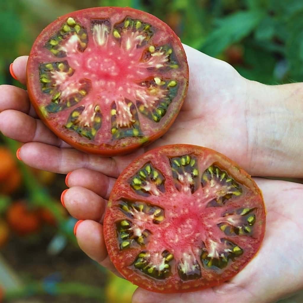 Tomato Qingdao (Cindao, Tsindao) Seeds