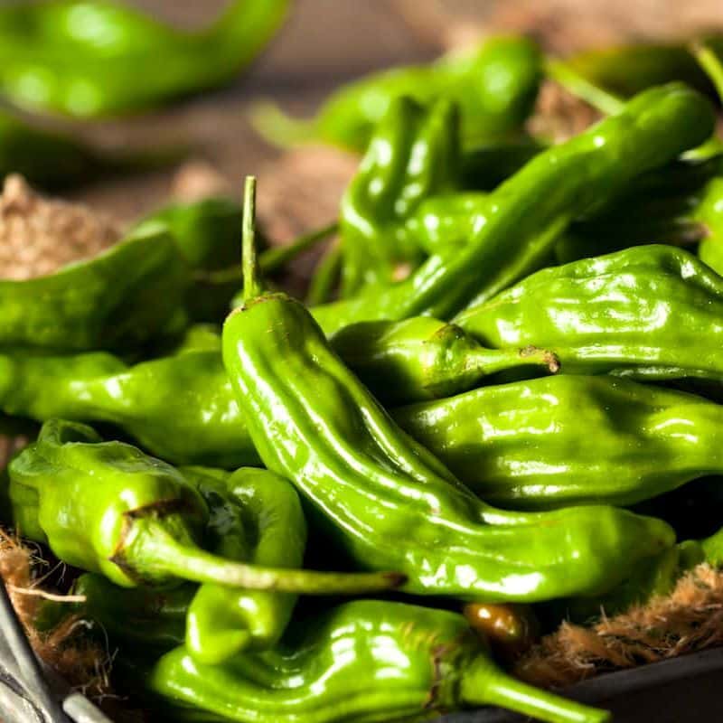 Hot pepper Shishito Seeds