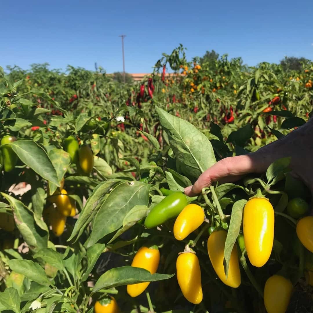 Hot pepper Jalapeno Yellow Jumbo Seeds