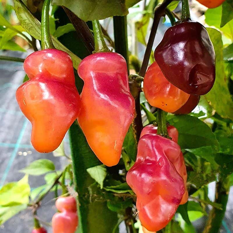 Hot pepper Fidalgo roxa Seeds
