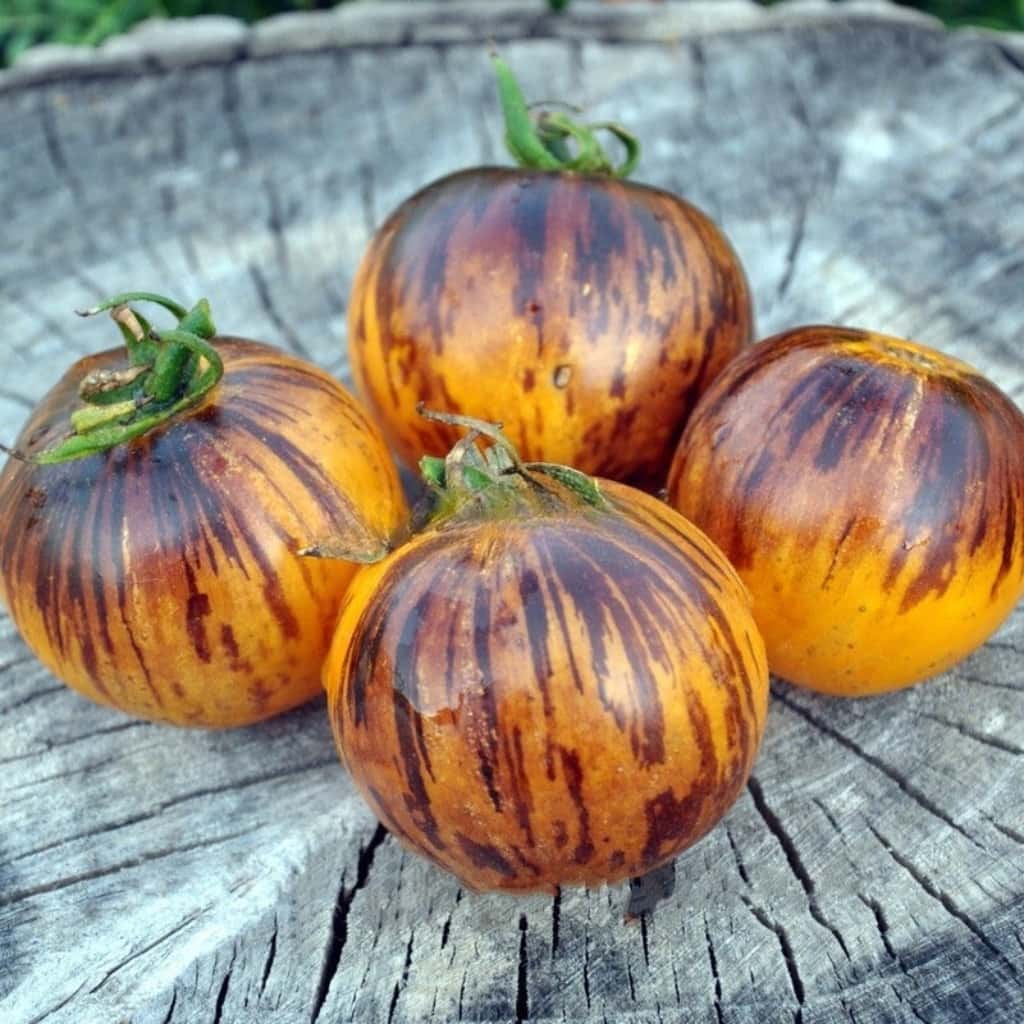 Tomato Ussuri Tiger Seeds