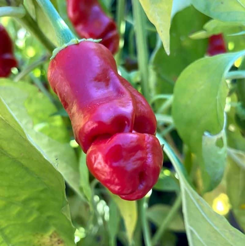 Hot pepper Peter Pepper red Seeds