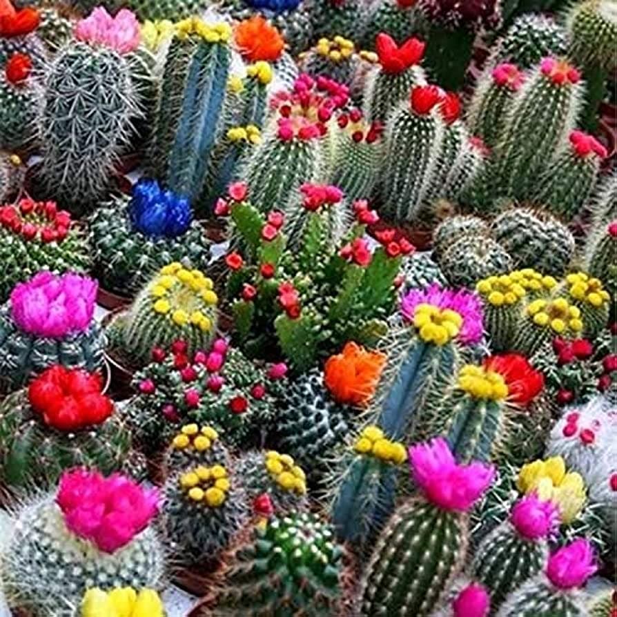 Seeds and natural goods