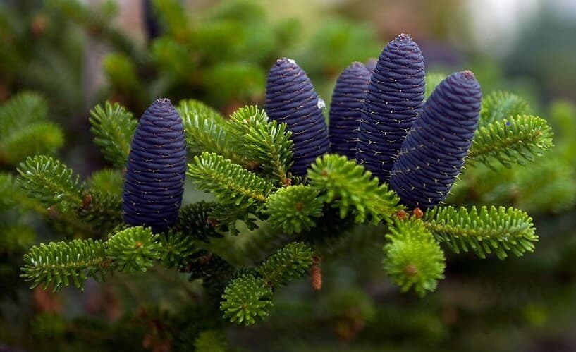 A view from the Deodar Seeds collection