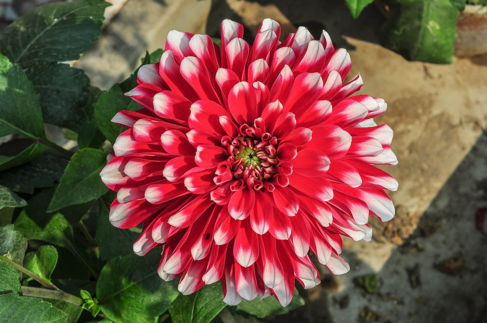 Reference image for Dahlia × hortensis