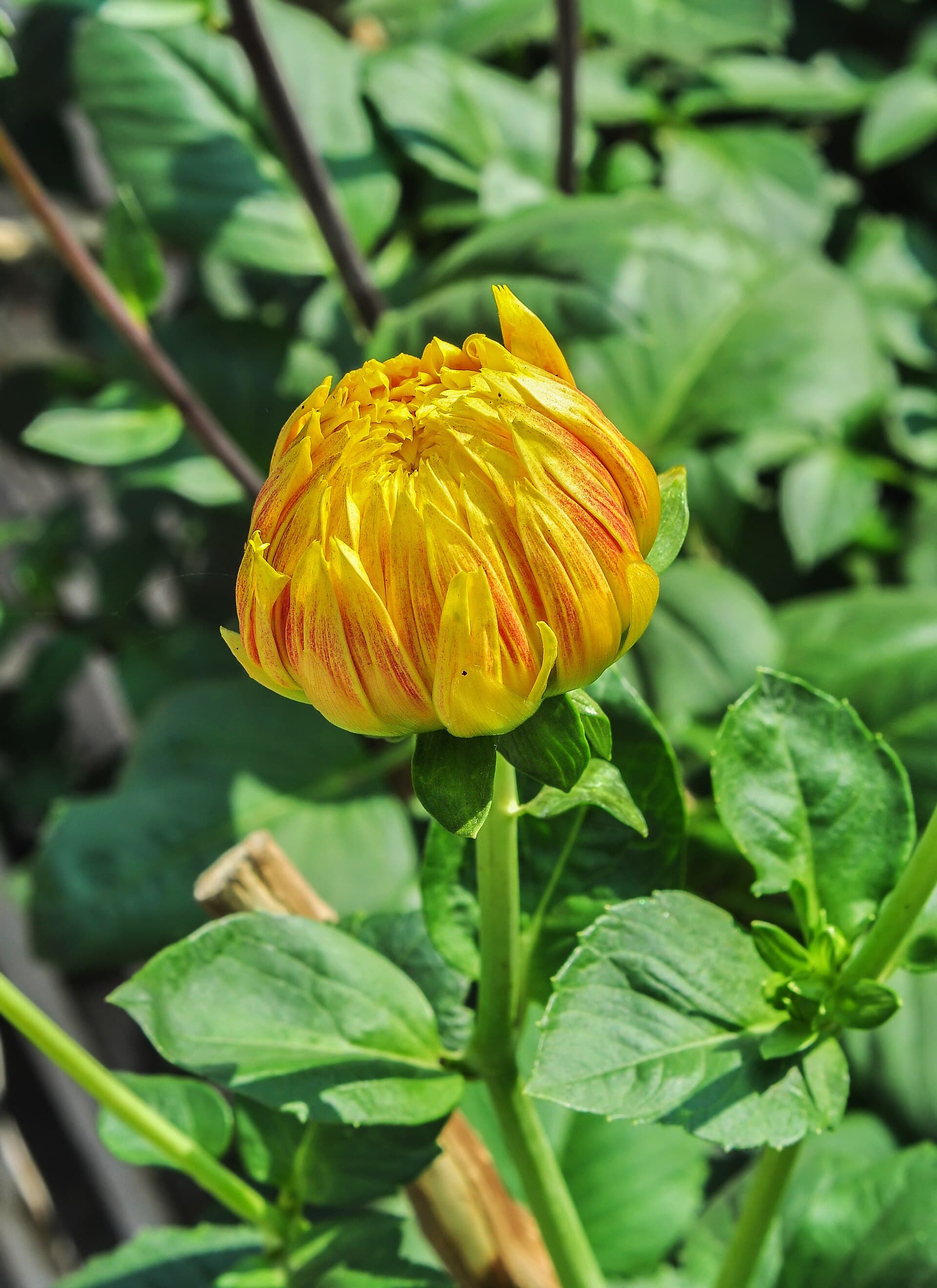 Reference image for Dahlia × hortensis