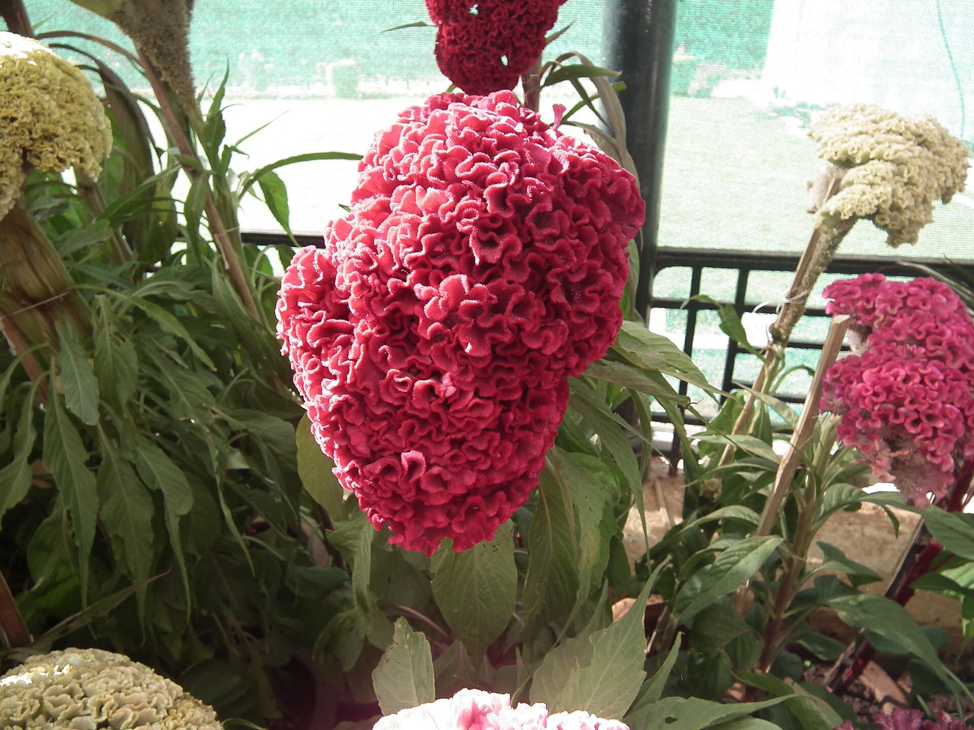 Reference image for Celosia cristata