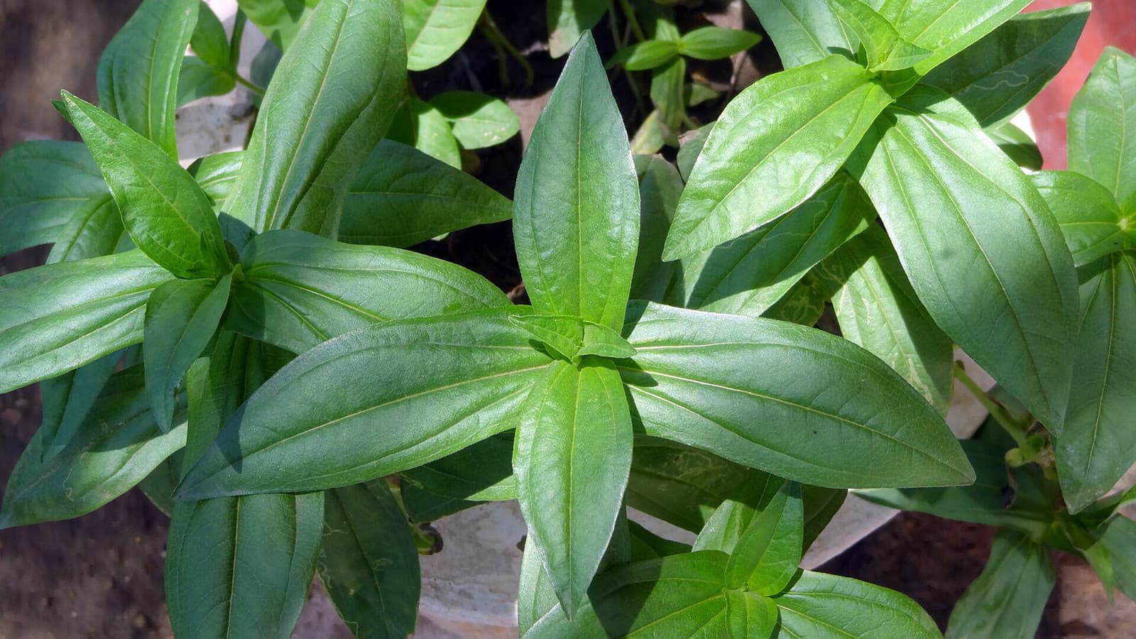 Reference image for Zinnia elegans