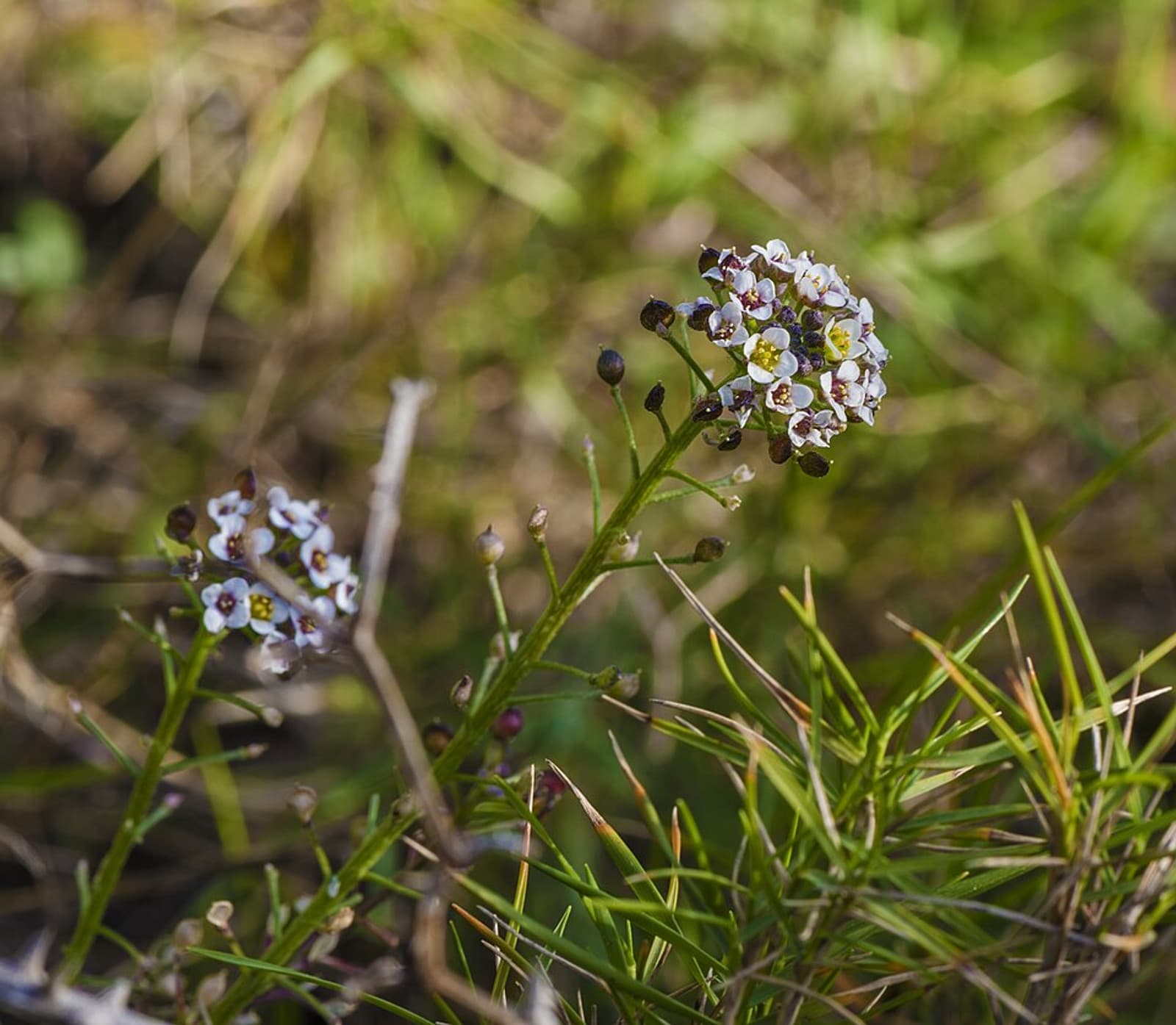Reference image for Lobularia maritima