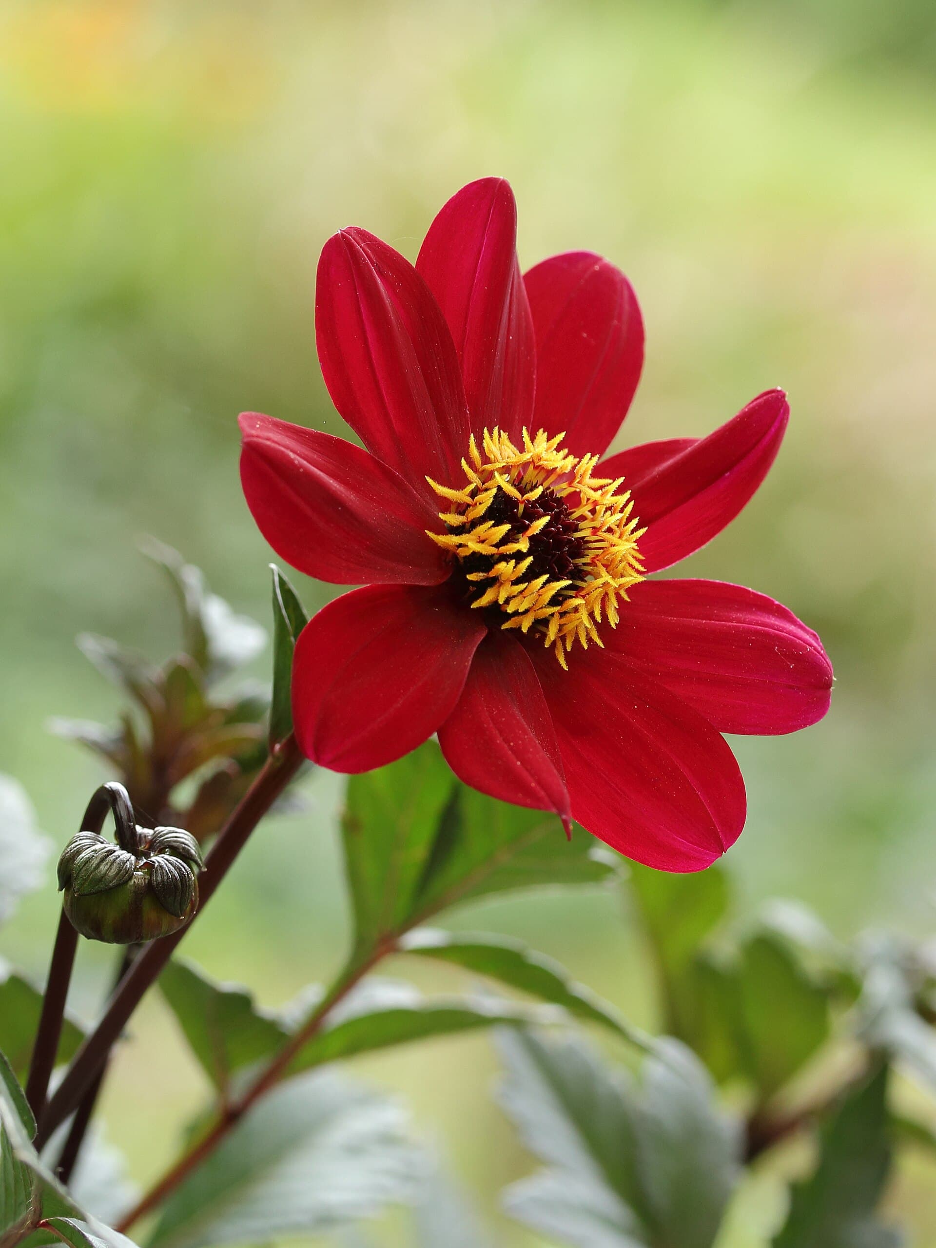 Reference image for Dahlia × hortensis