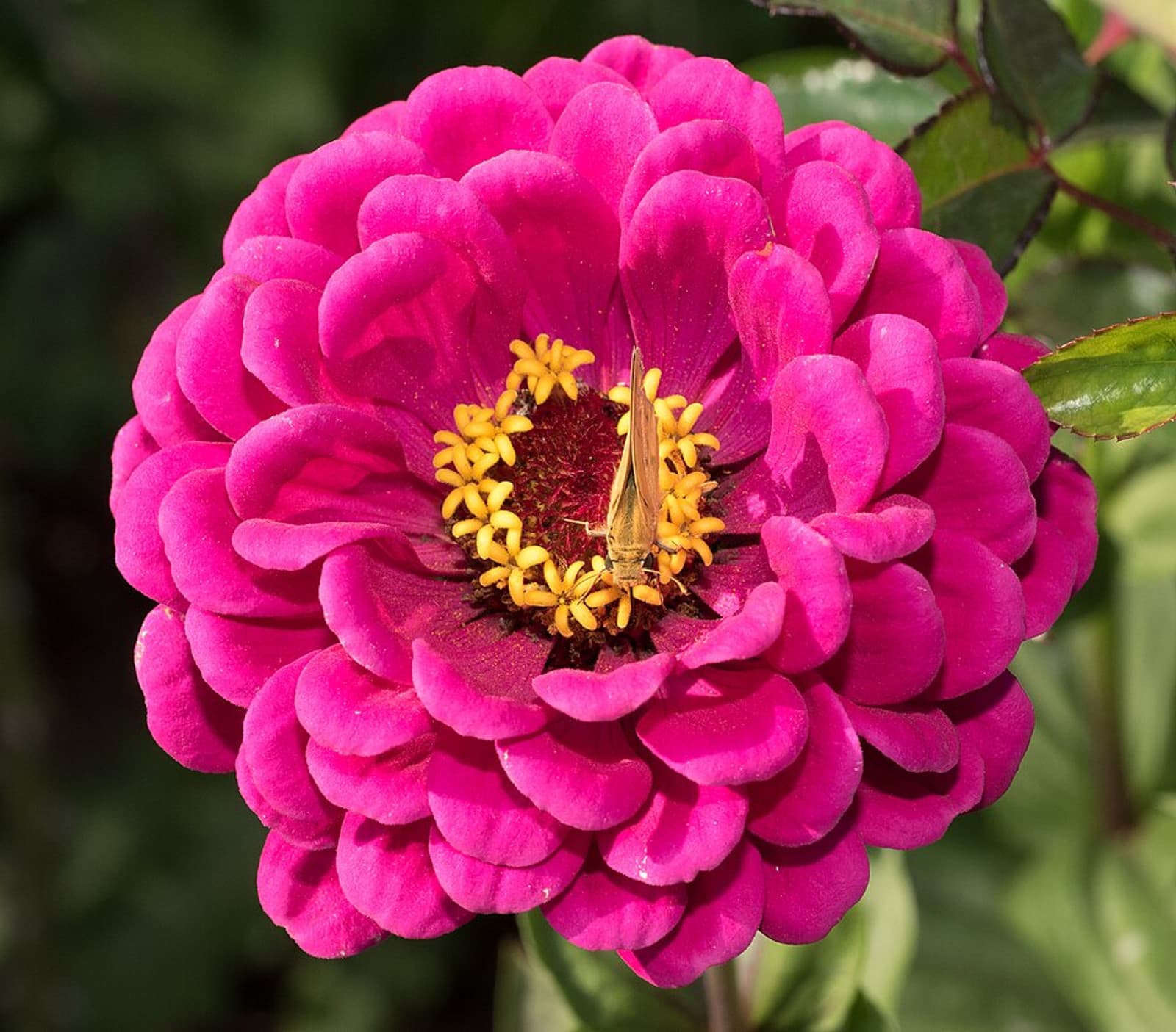Reference image for Zinnia elegans