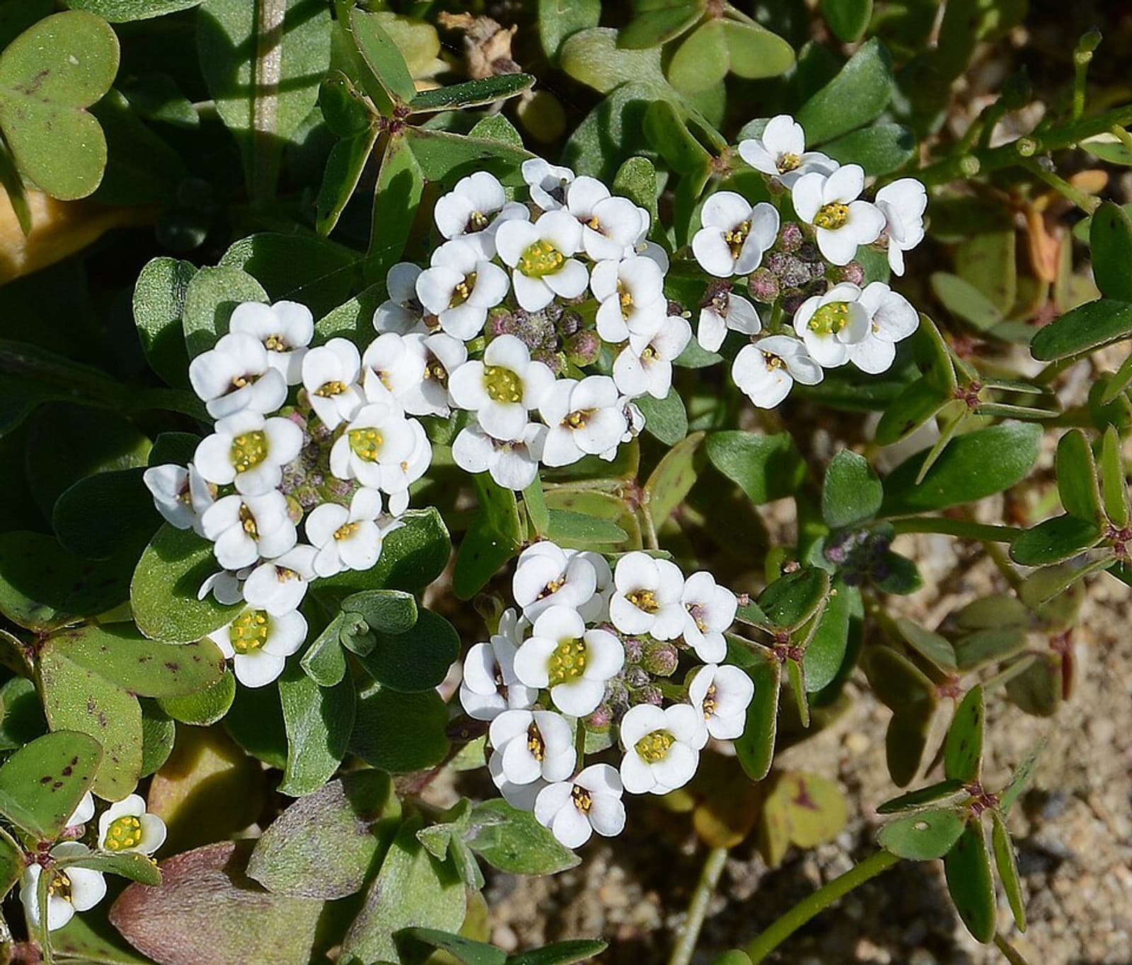 Reference image for Lobularia maritima