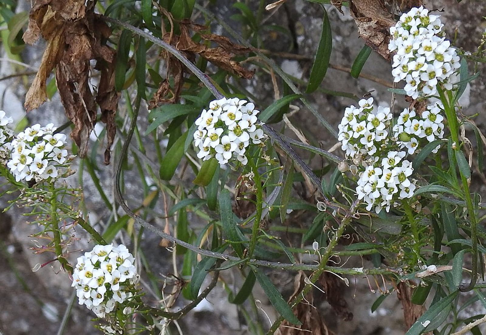 Reference image for Lobularia maritima