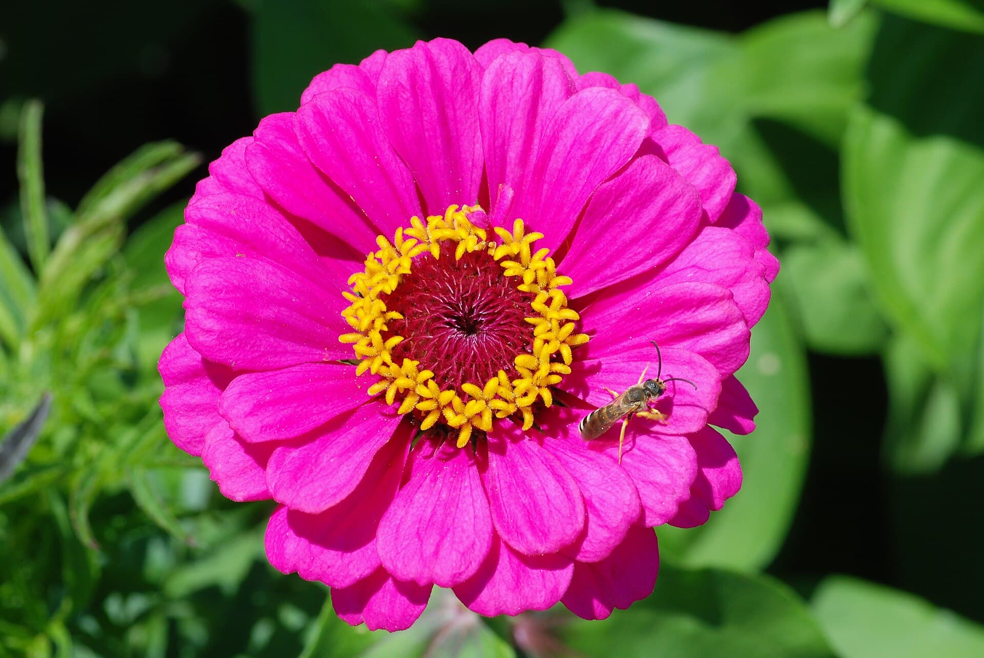 Reference image for Zinnia elegans