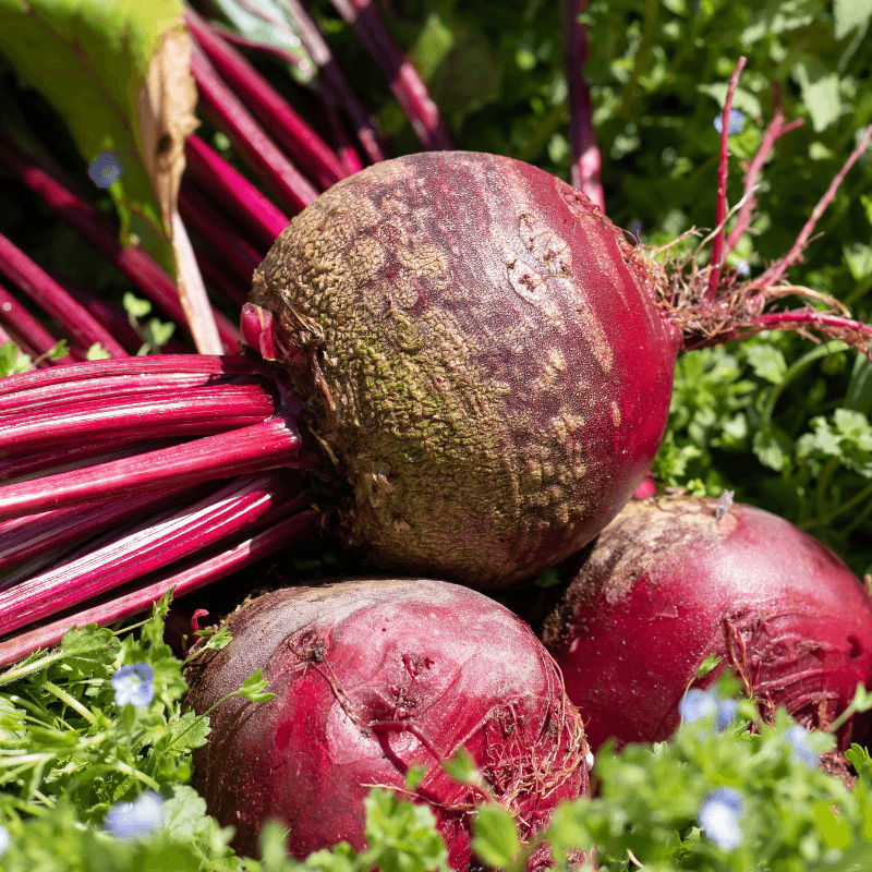 Tatsoi