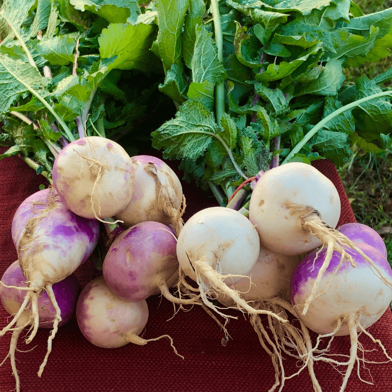 Turnip purple top white globe