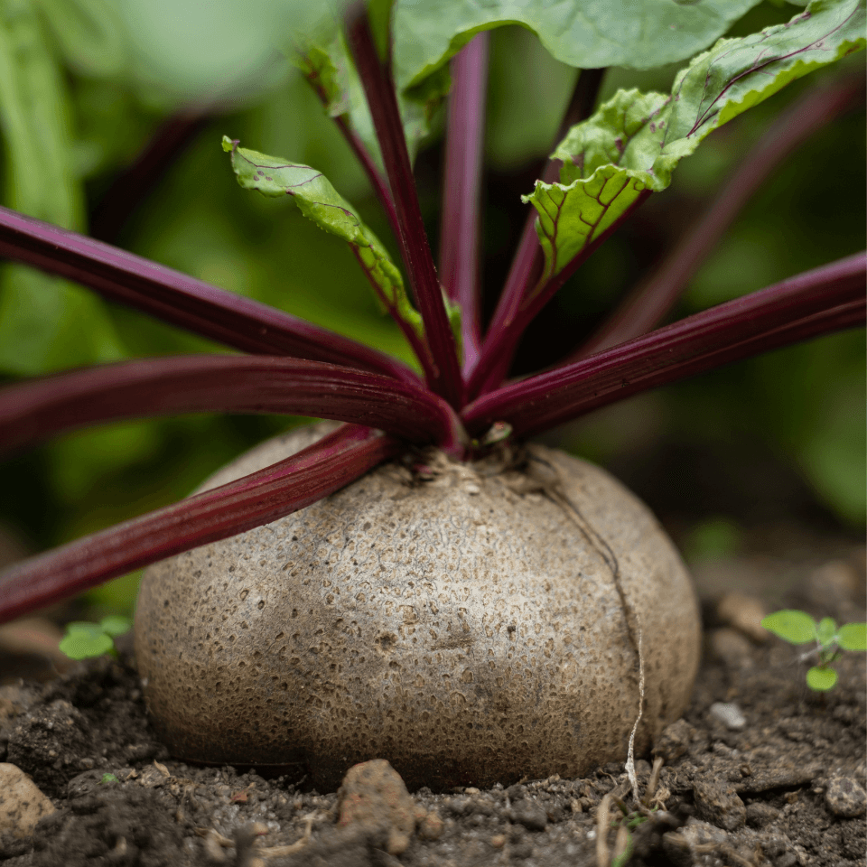 Pakchoi