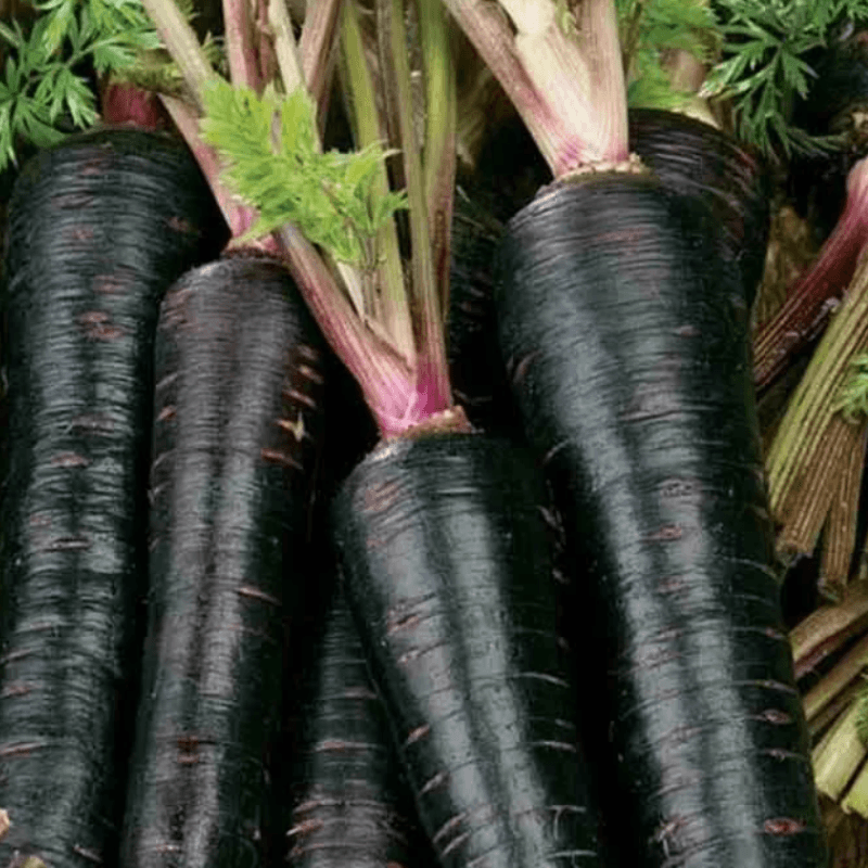 Carrot black