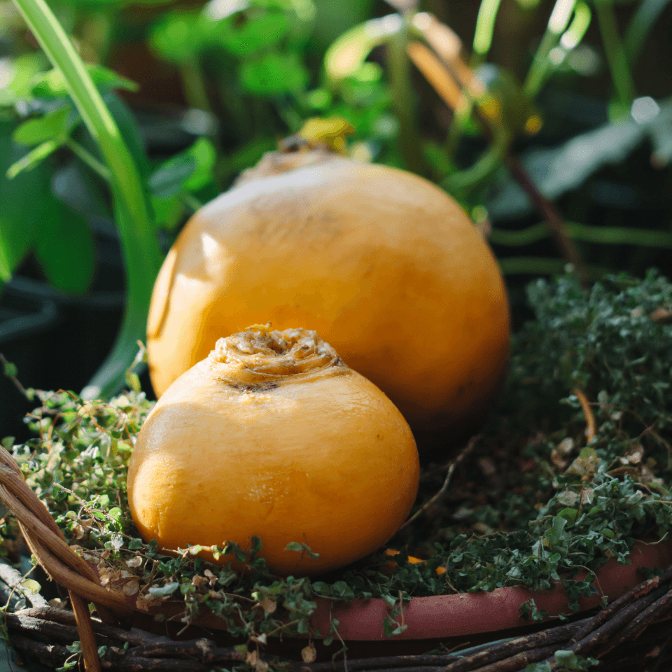 Russian golden turnip Petr