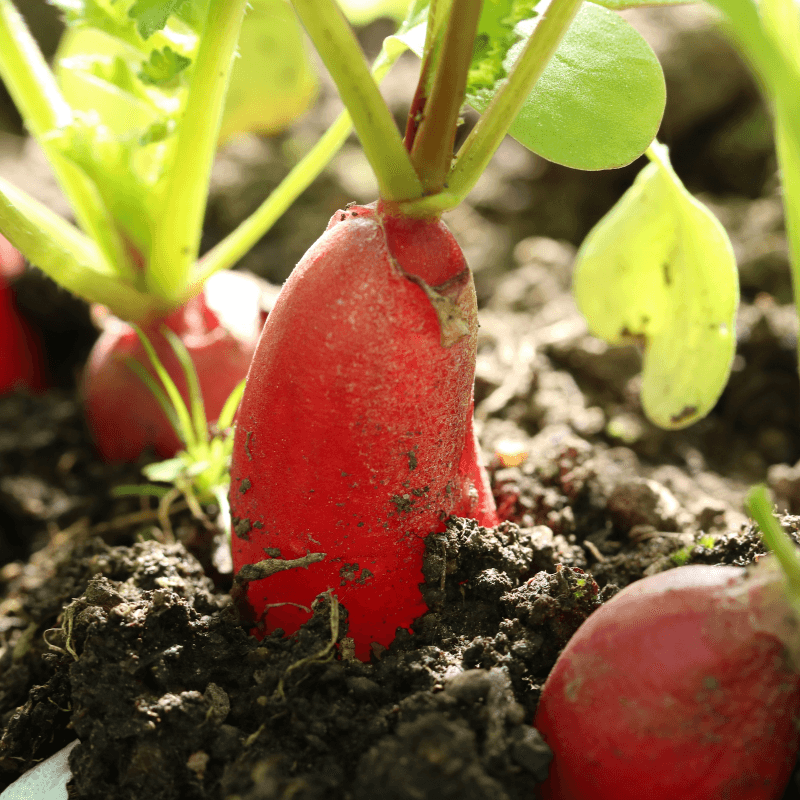 China Rose Radish