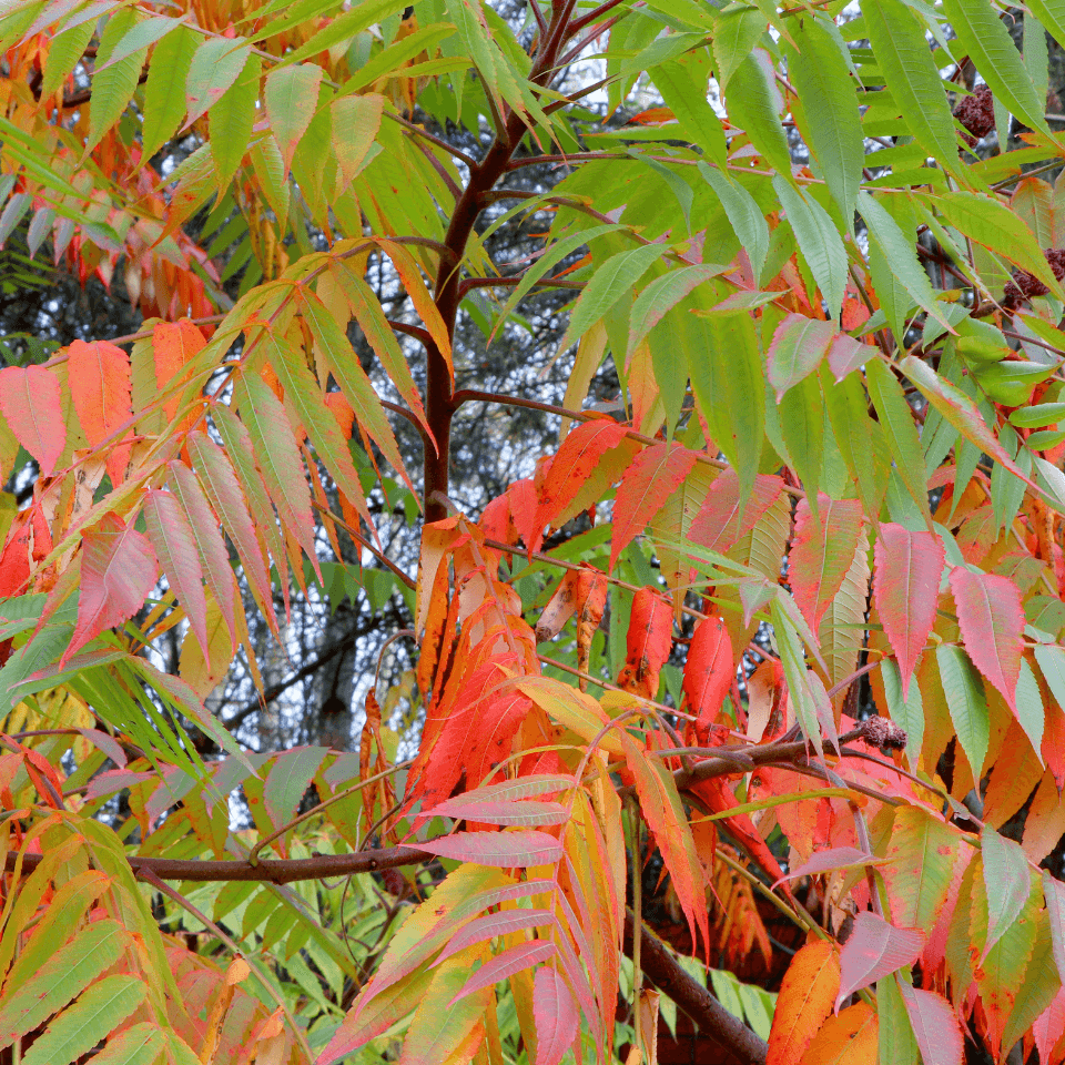 Ailanthus Excelsa, Mahaneem
