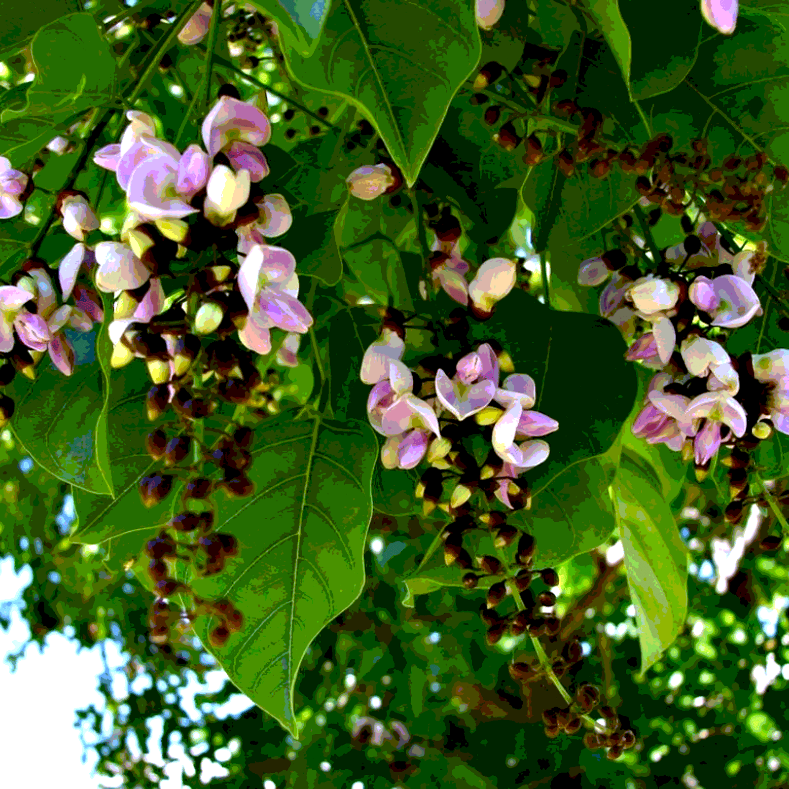 Pongamia Pinnata, Karanj