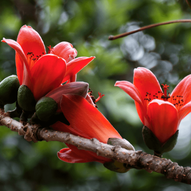 Salmali, Bombax ceiba