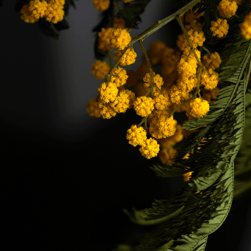 Acacia farnesiana, Mimosa farnesiana