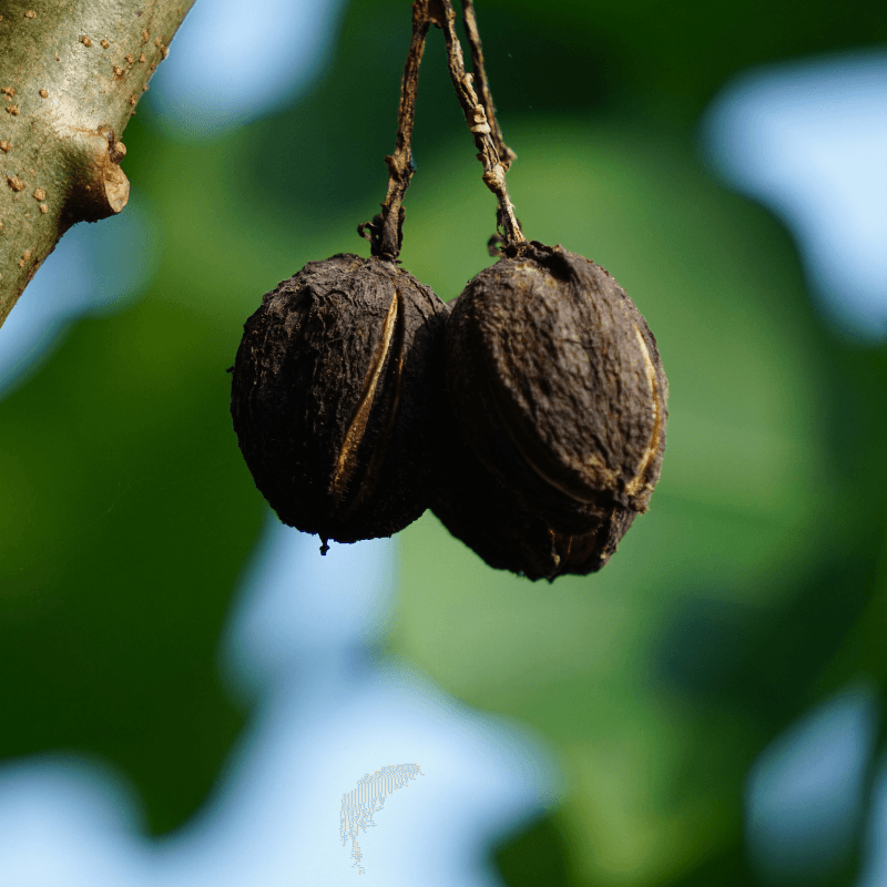 Physic nut, Barbados nut, Poison nut