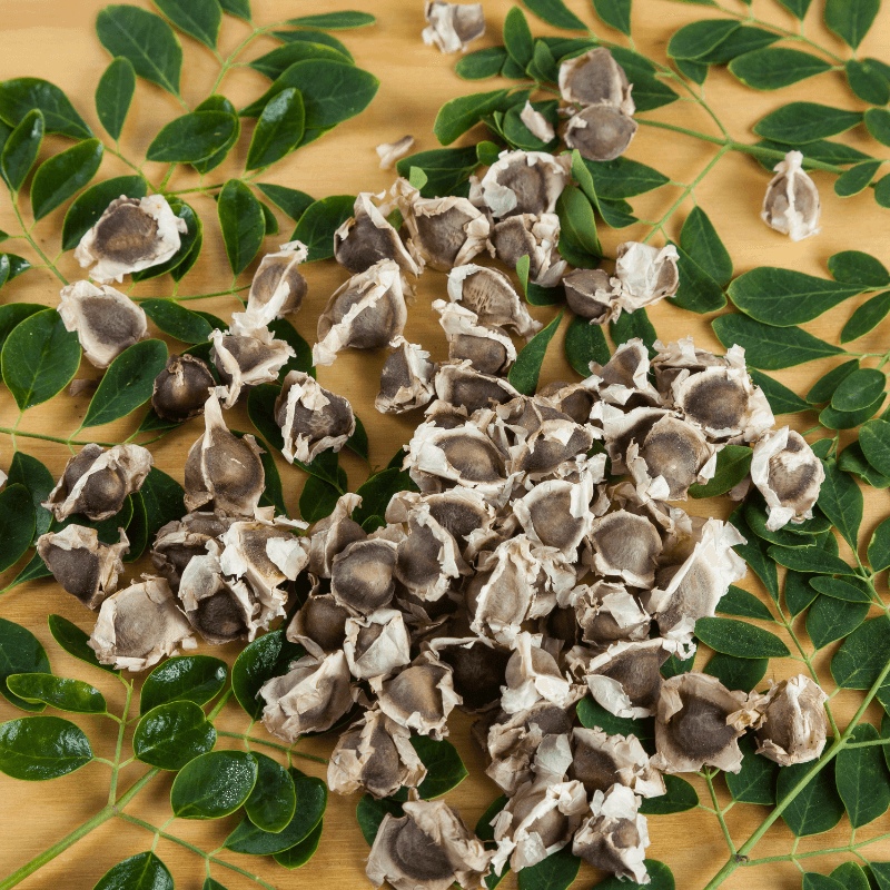 Drumstick, Moringa