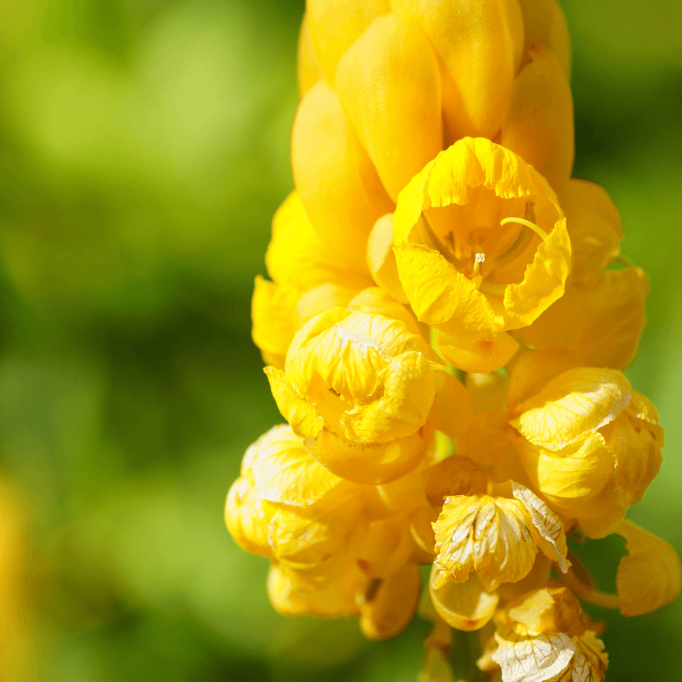 Cassia Siamea, Kased, yellow cassia