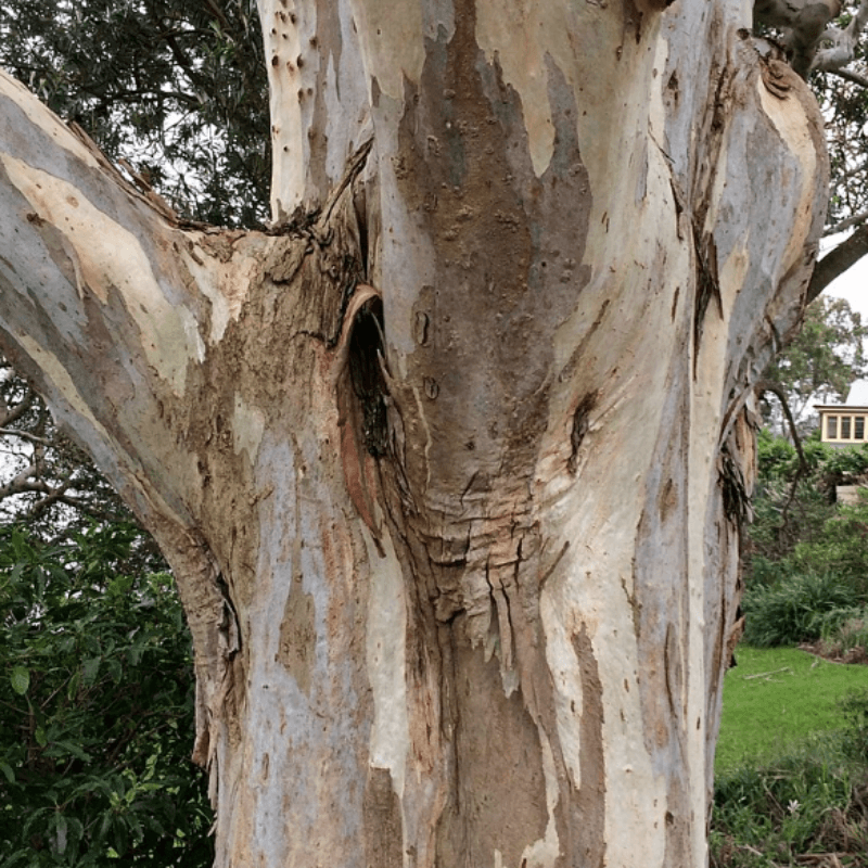 Forest Red Gum, Eucalyptus tereticornis