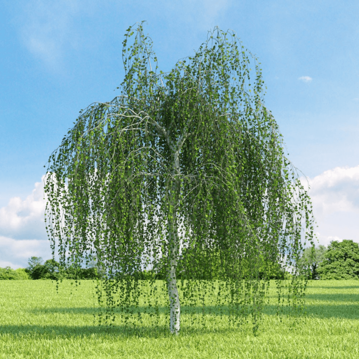 Weeping birch, Betula pendula