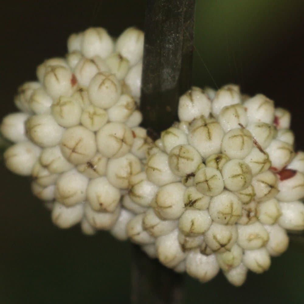 Oldenladia cristata, Dry adella Cristata