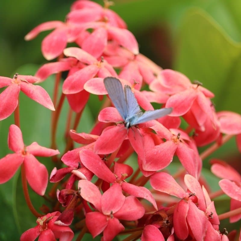 Ixora, West Indian jasmine