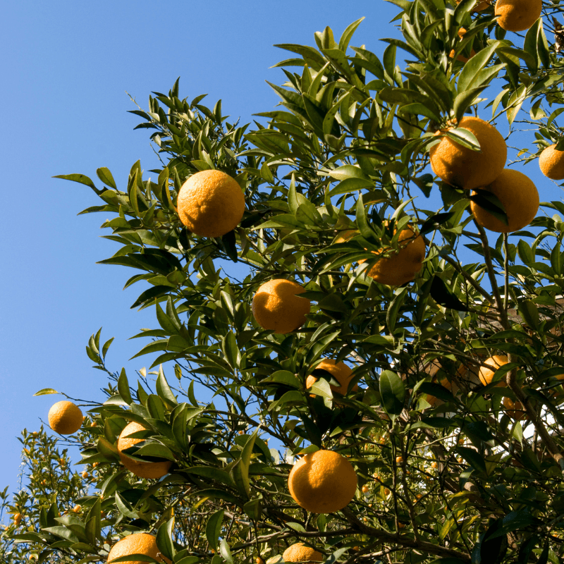 Orange sweet